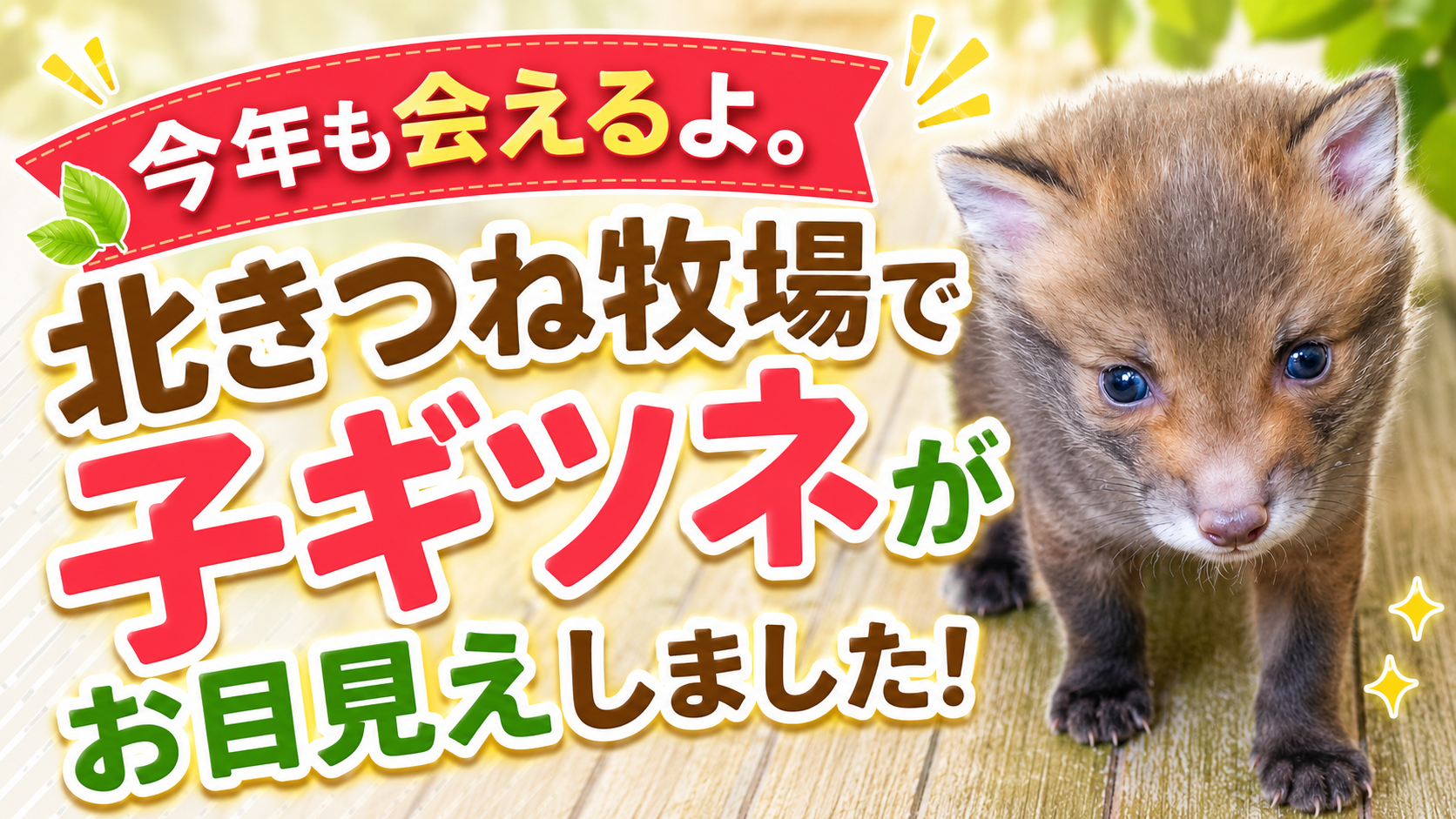 今年も会えるよ。北きつね牧場で子ギツネがお目見えしました
