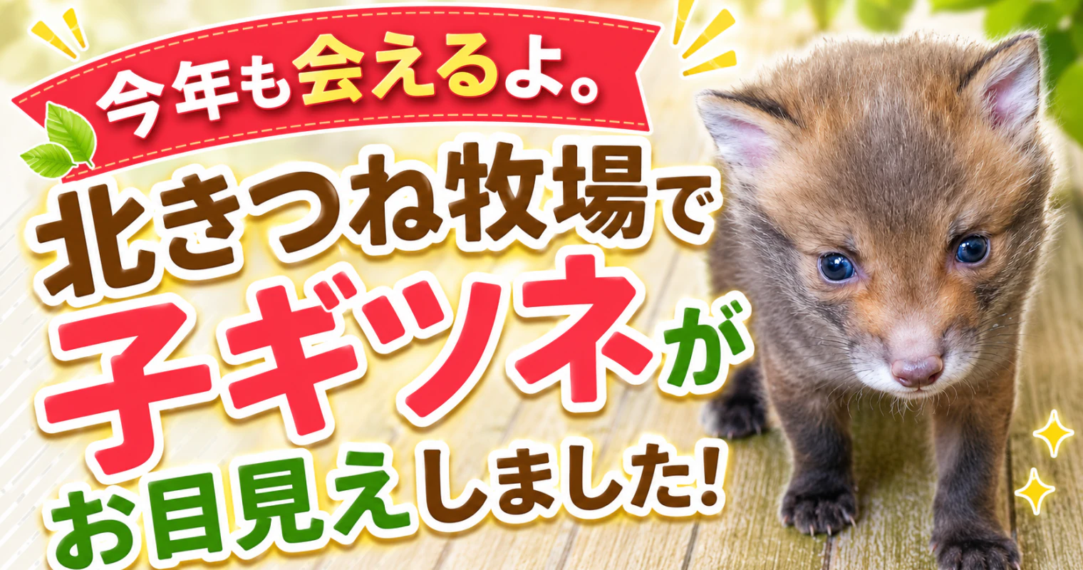 今年も会えるよ。北きつね牧場で子ギツネがお目見えしました