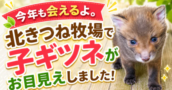今年も会えるよ。北きつね牧場で子ギツネがお目見えしました